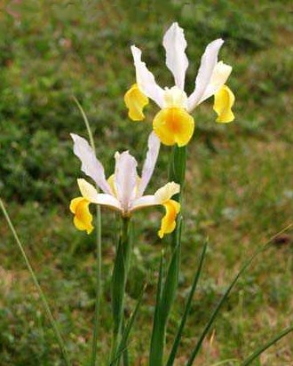 Iris holl. Symphony.jpg